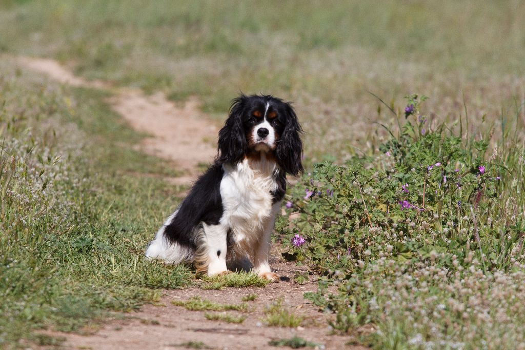 Les Cavalier King Charles Spaniel de l'affixe De L'Arc De Sedo