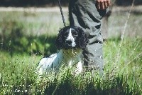 De L'Arc De Sedo - English Springer Spaniel - Portée née le 13/10/2016