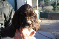 De L'Arc De Sedo - English Springer Spaniel - Portée née le 08/12/2014