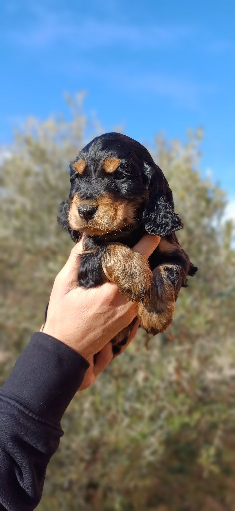 De L'Arc De Sedo - Chiot disponible  - Cocker Spaniel Anglais