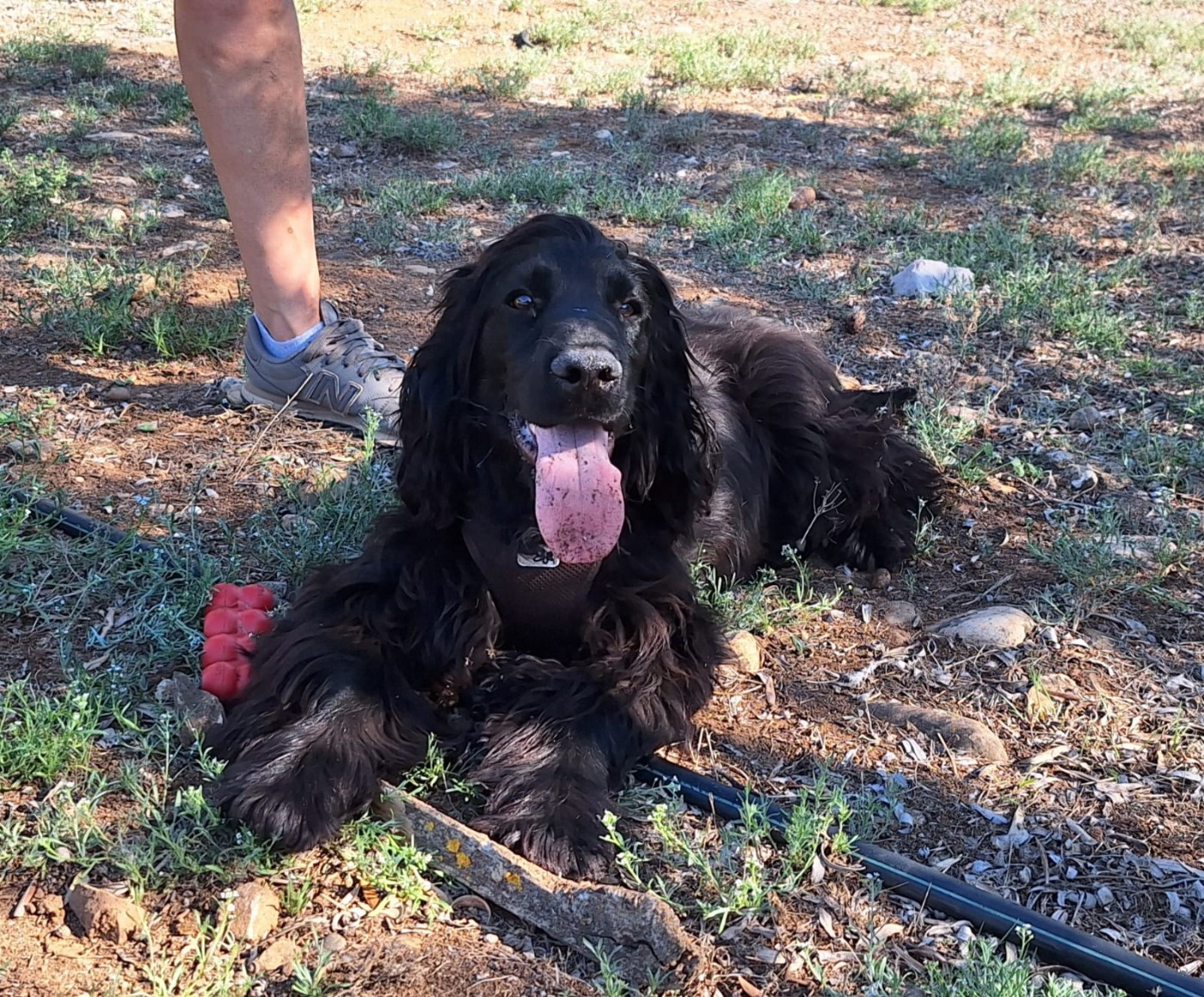 TAMI De L'Arc De Sedo