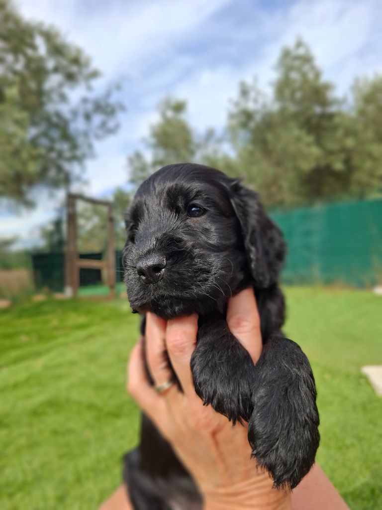 De L'Arc De Sedo - Chiots disponibles - Cocker Spaniel Anglais