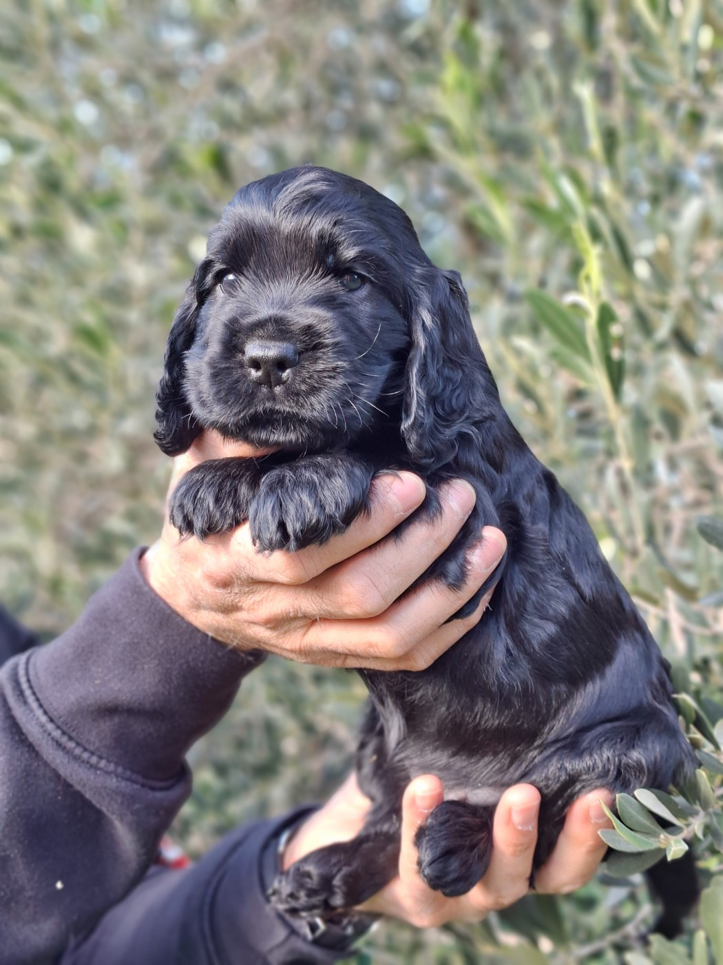 De L'Arc De Sedo - Chiots disponibles - Cocker Spaniel Anglais