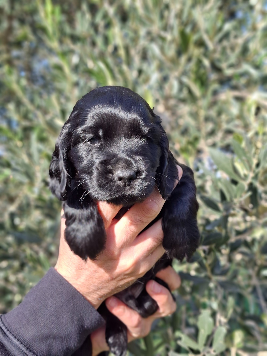 De L'Arc De Sedo - Chiots disponibles - Cocker Spaniel Anglais