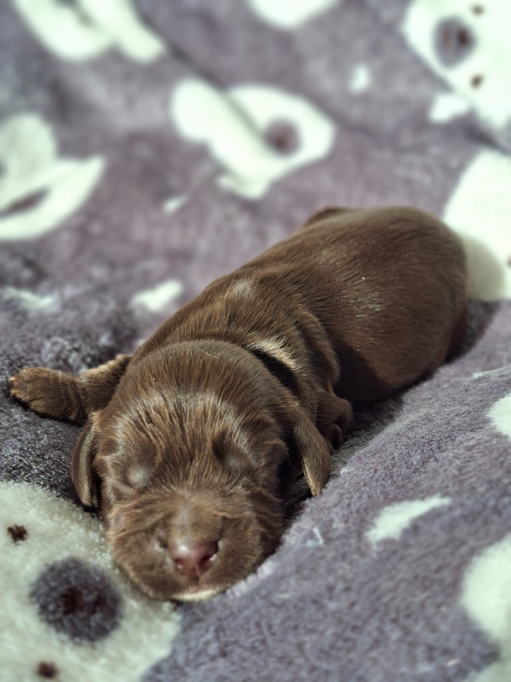De L'Arc De Sedo - Cocker Spaniel Anglais - Portée née le 07/02/2026