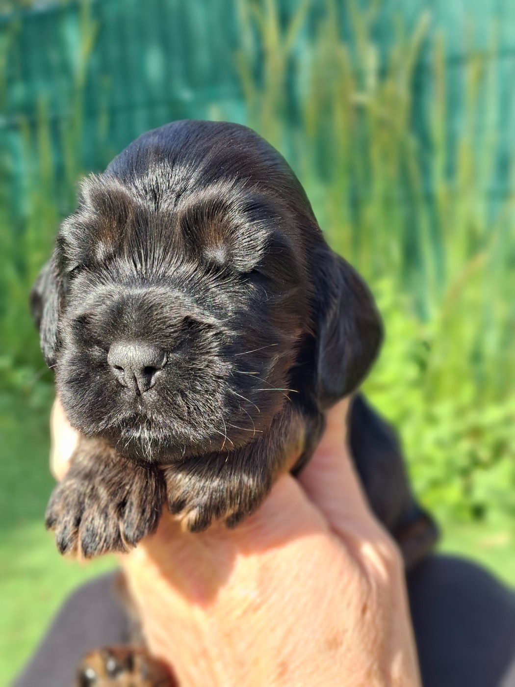 De L'Arc De Sedo - Chiots disponibles - Cocker Spaniel Anglais