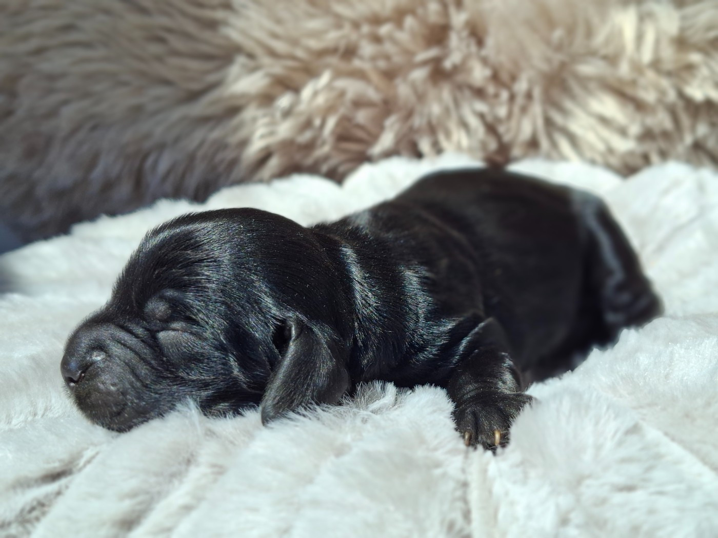 De L'Arc De Sedo - Chiots disponibles - Cocker Spaniel Anglais