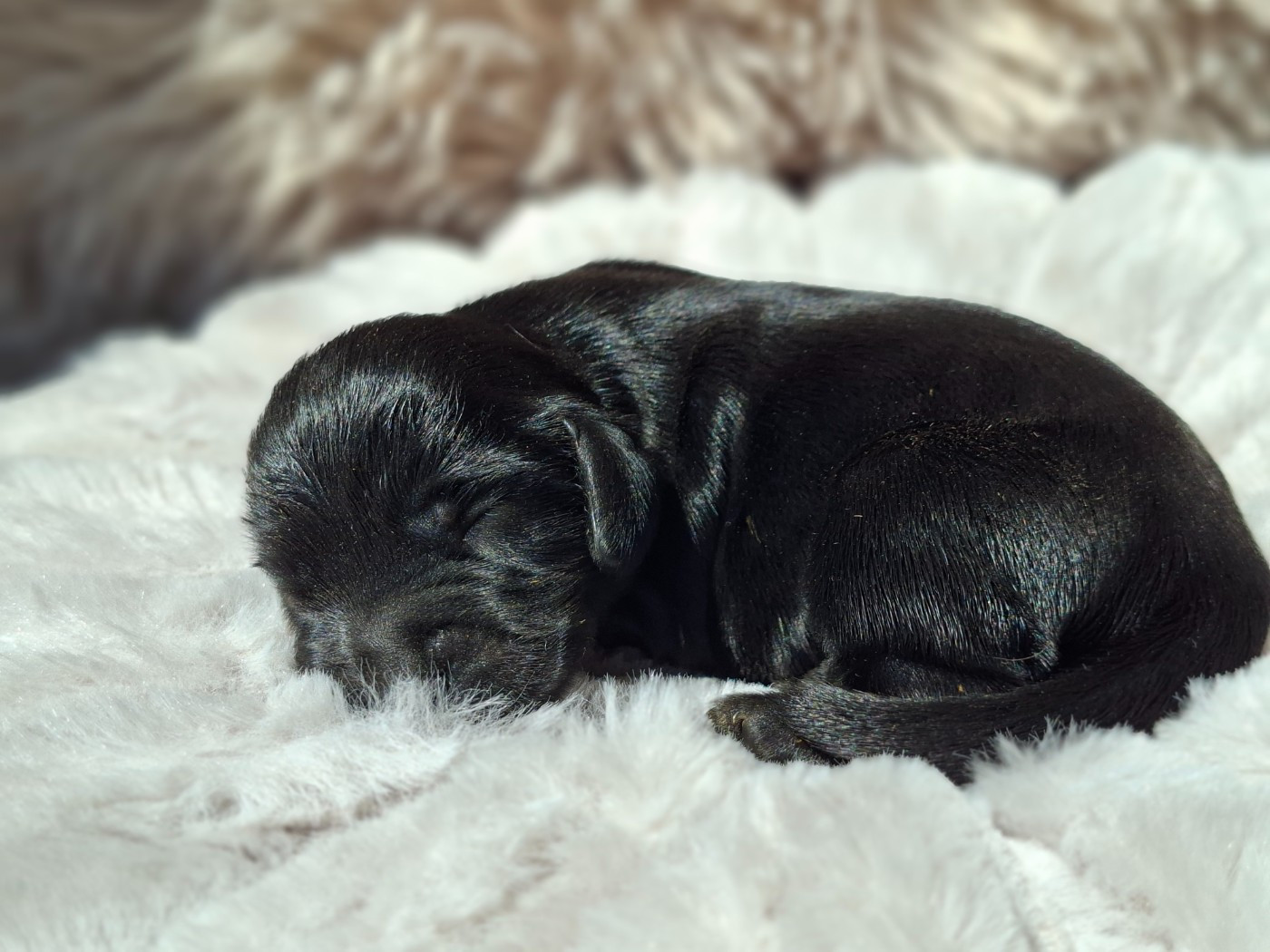 De L'Arc De Sedo - Chiots disponibles - Cocker Spaniel Anglais