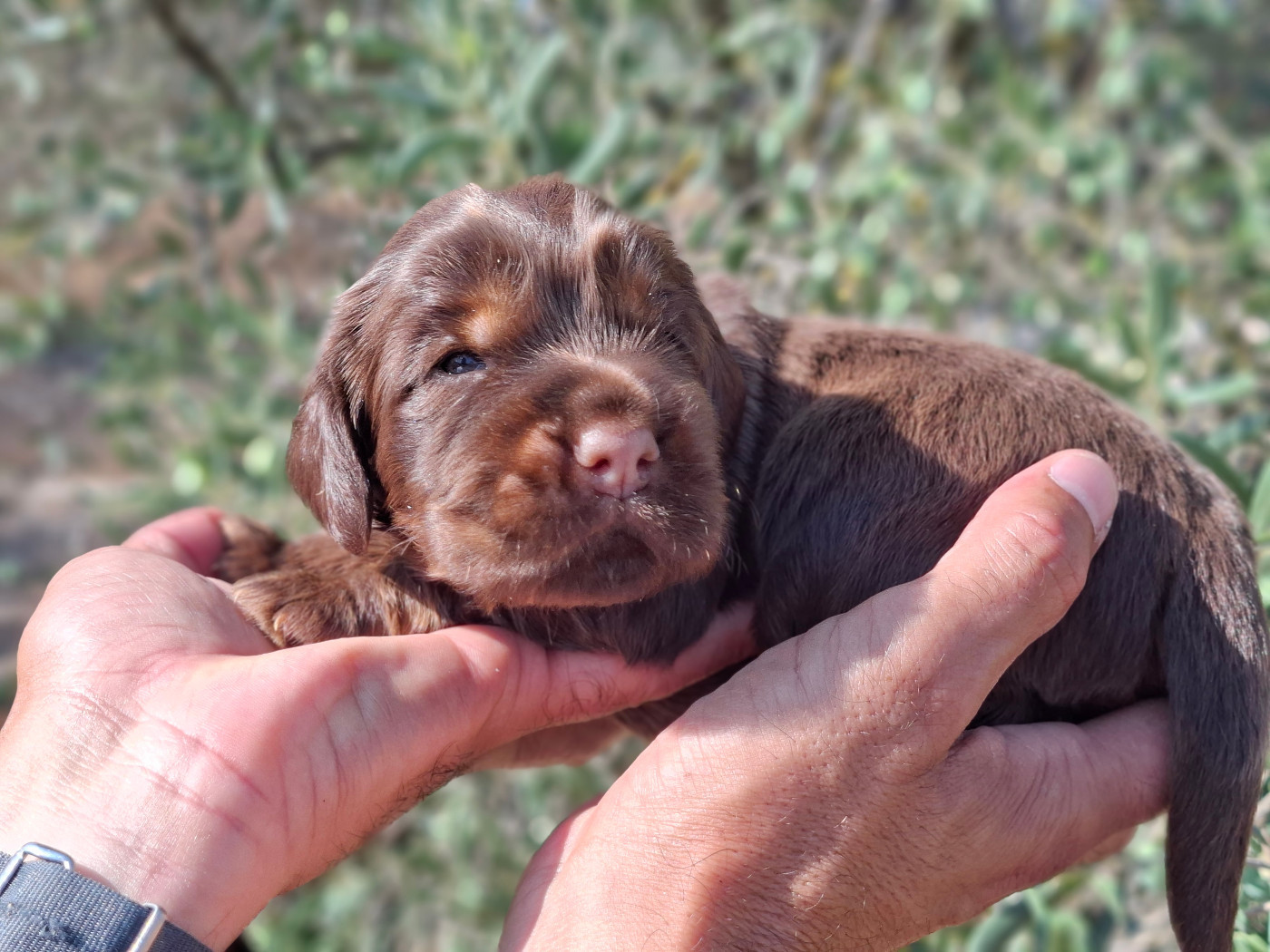 De L'Arc De Sedo - Chiots disponibles - Cocker Spaniel Anglais