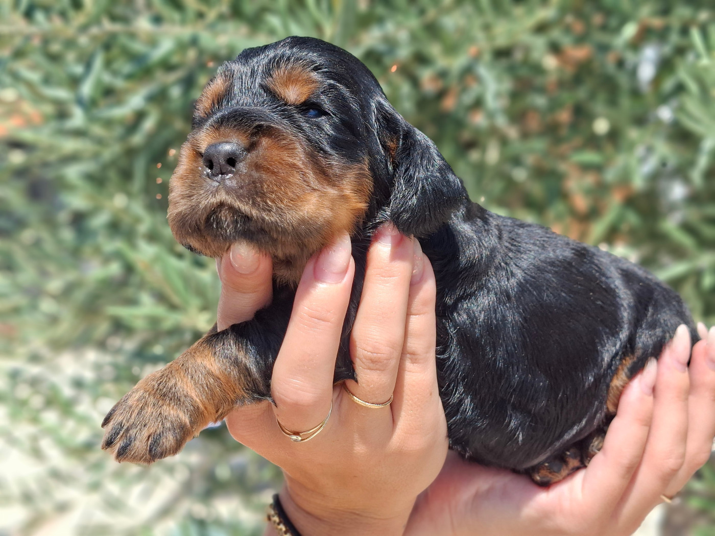 De L'Arc De Sedo - Chiots disponibles - Cocker Spaniel Anglais