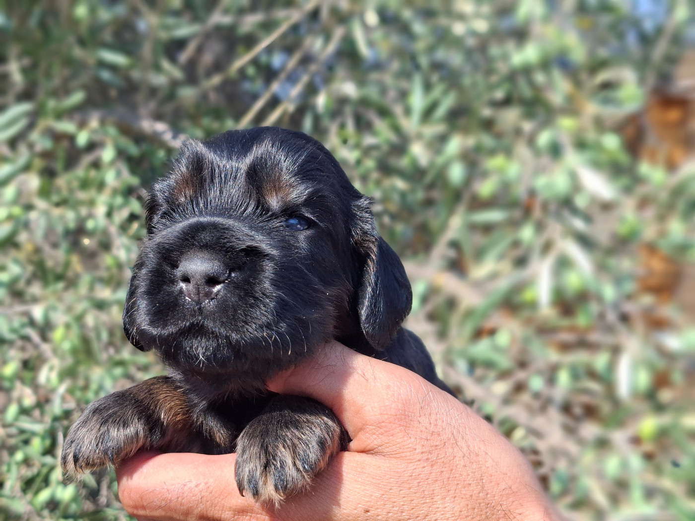 De L'Arc De Sedo - Chiots disponibles - Cocker Spaniel Anglais