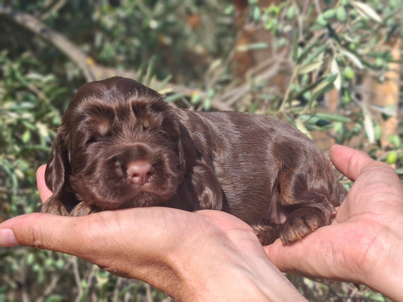 De L'Arc De Sedo - Chiots disponibles - Cocker Spaniel Anglais