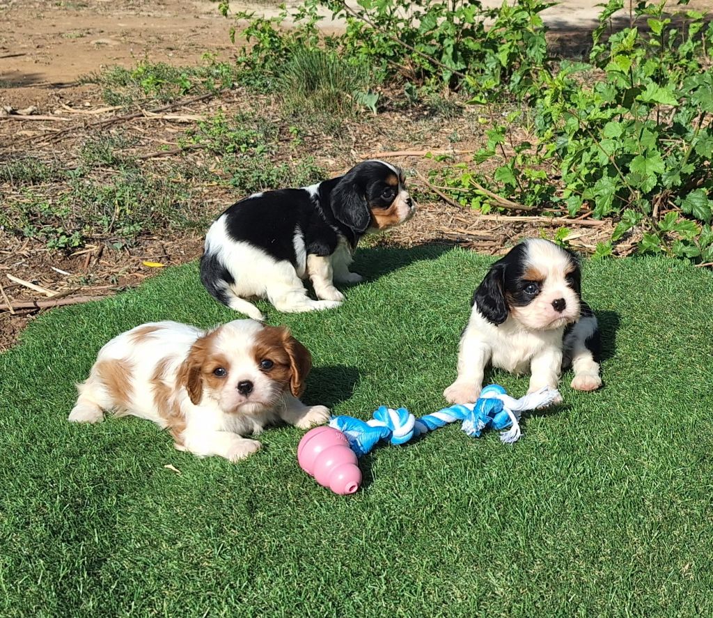 Chiot Cavalier King Charles Spaniel De L'Arc De Sedo