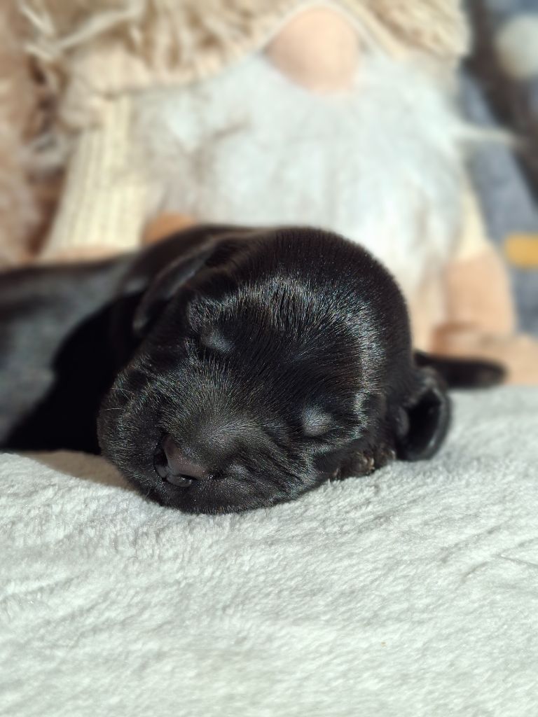 De L'Arc De Sedo - Chiots disponibles - Cocker Spaniel Anglais