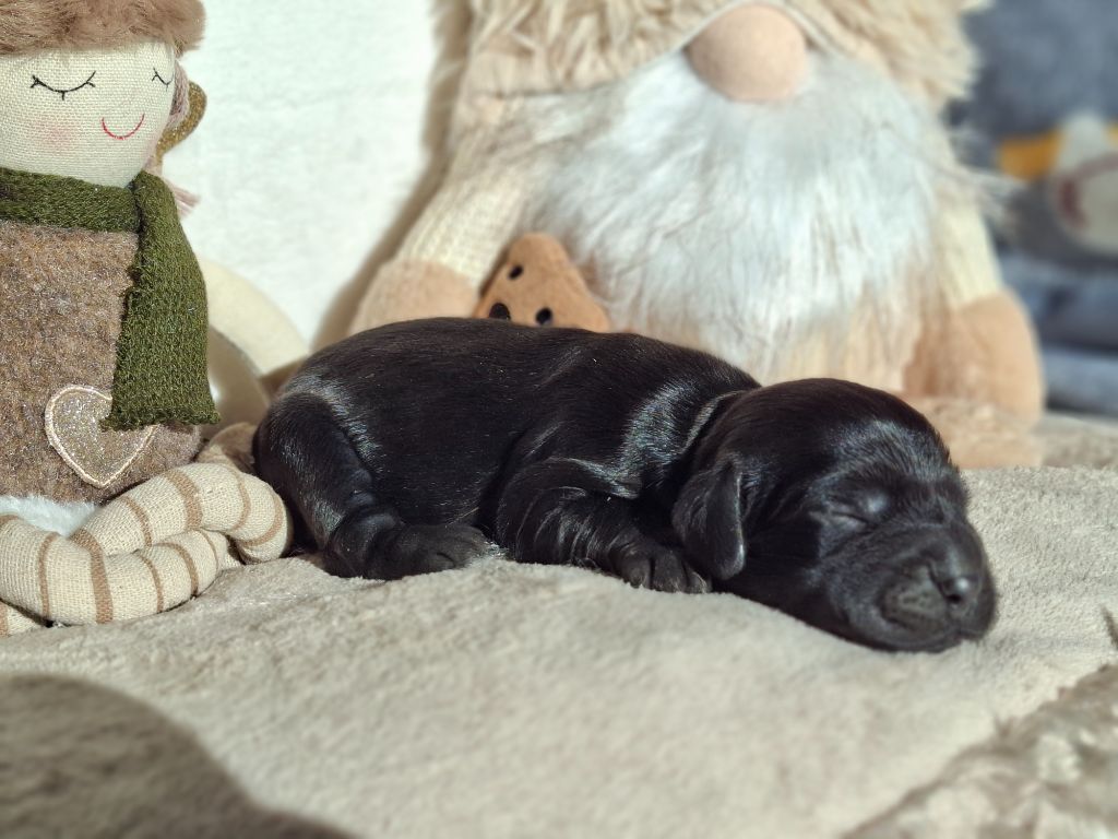De L'Arc De Sedo - Chiots disponibles - Cocker Spaniel Anglais