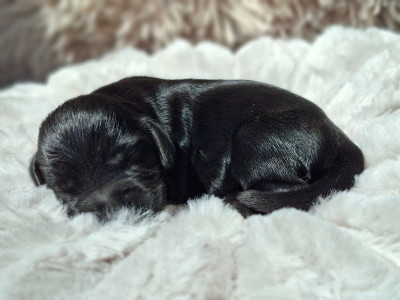 Chiot N°1