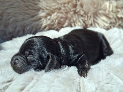 Chiot N°3