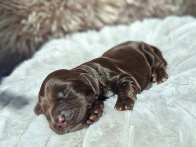 Chiot N°5