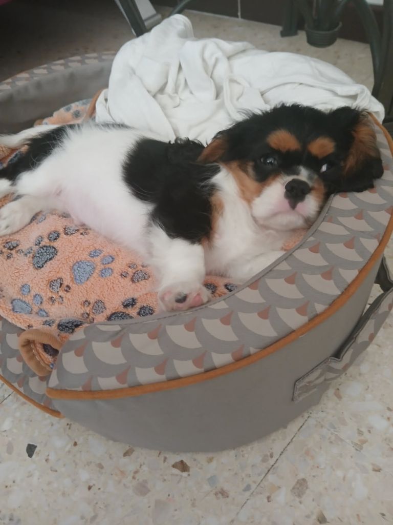 De L'Arc De Sedo - Cavalier King Charles Spaniel - Portée née le 17/02/2025