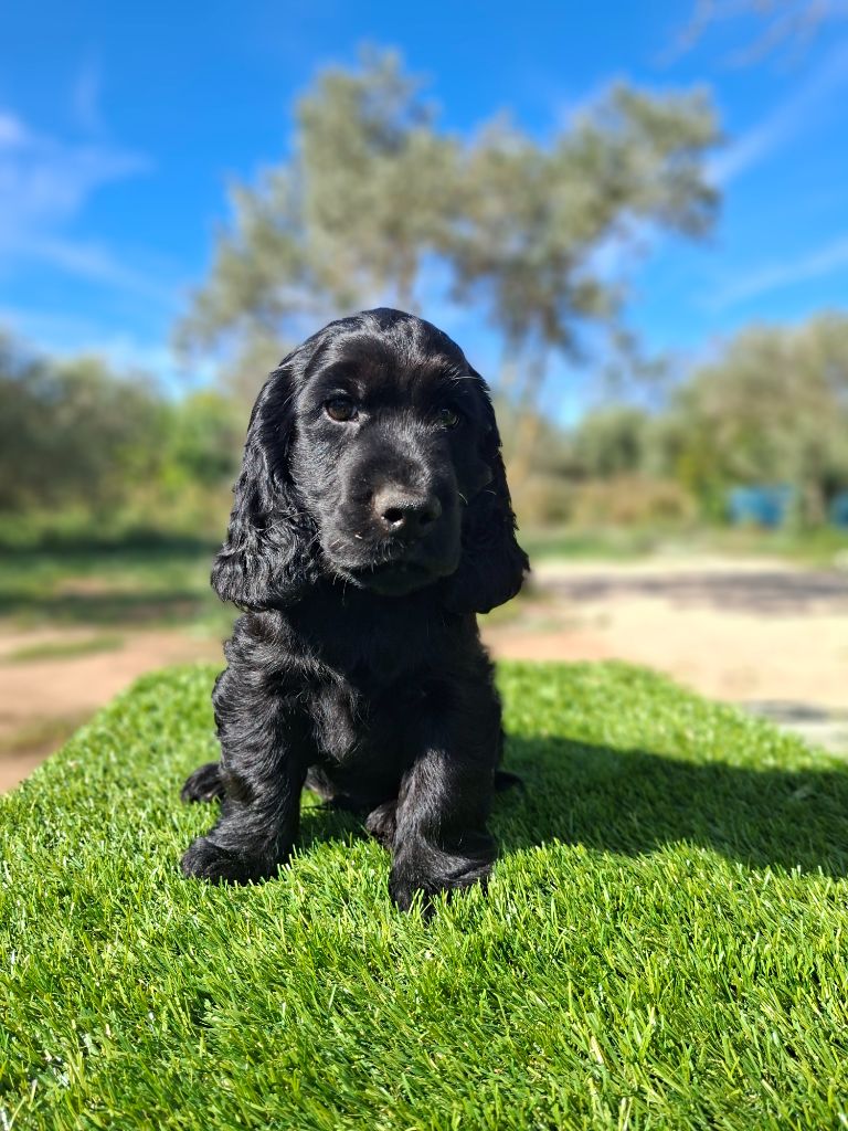 De L'Arc De Sedo - Cocker Spaniel Anglais - Portée née le 30/07/2025
