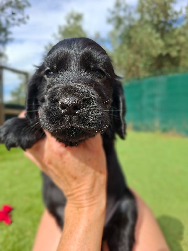 De L'Arc De Sedo - Chiots disponibles - Cocker Spaniel Anglais