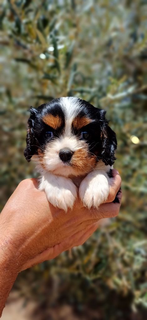 De L'Arc De Sedo - Cavalier King Charles Spaniel - Portée née le 05/05/2024
